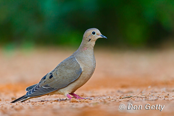 Mourning Dove