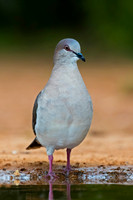 White-tipped Dove