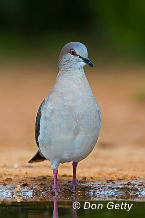 White-tipped Dove