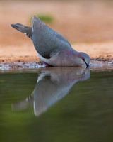 White-tipped Dove
