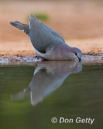 White-tipped Dove