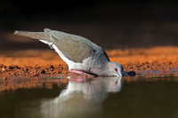 White-tipped Dove