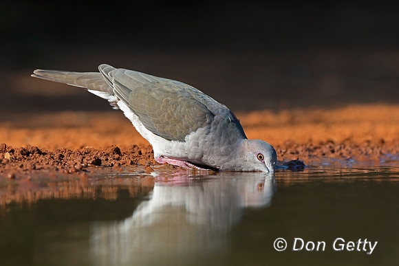 White-tipped Dove