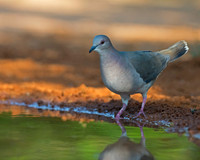 White-tipped Dove