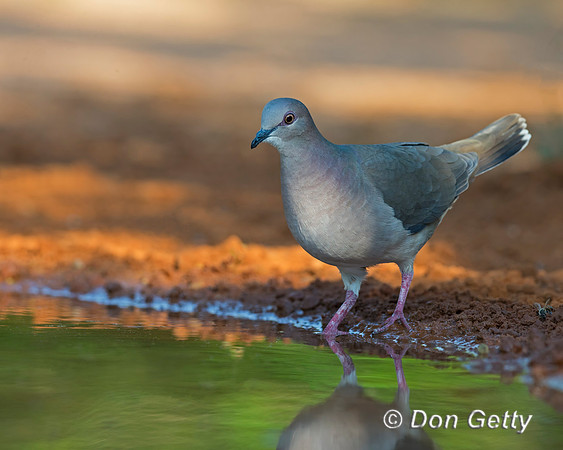 White-tipped Dove