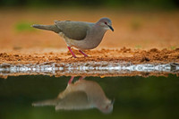 White-tipped Dove