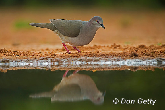 White-tipped Dove