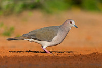 White-tipped Dove