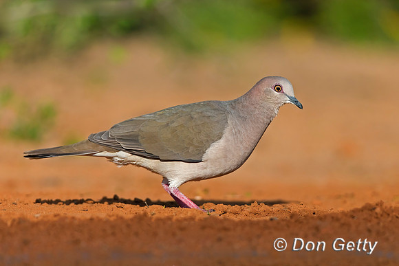 White-tipped Dove