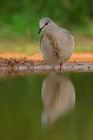 White-tipped Dove