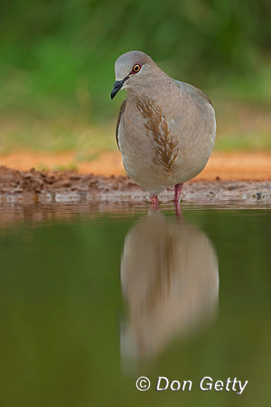 White-tipped Dove