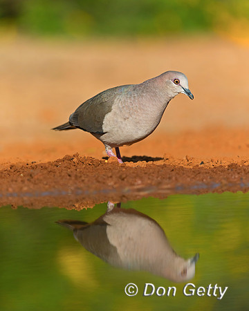 White-tipped Dove