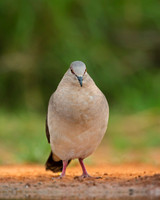 White-tipped Dove