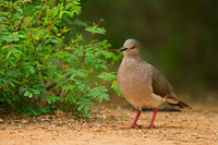 White-tipped Dove