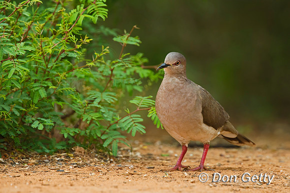 White-tipped Dove
