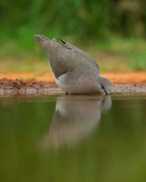 White-tipped Dove