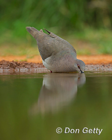 White-tipped Dove