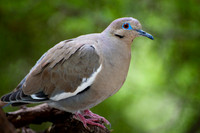 White-winged Dove
