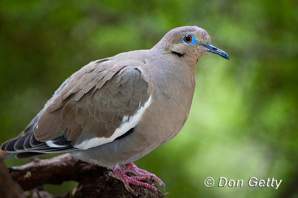 White-winged Dove