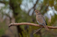 White-winged Dove