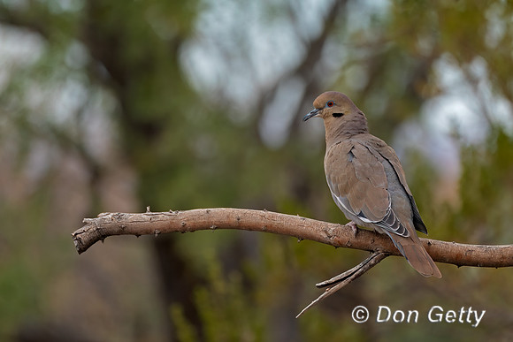 White-winged Dove