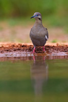 White-winged Dove