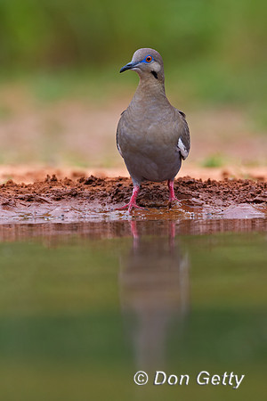 White-winged Dove