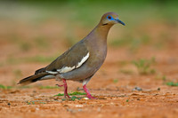 White-winged Dove