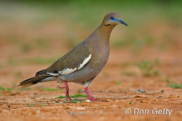 White-winged Dove