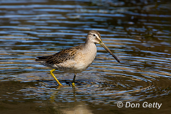 Long-billed Dowitcher