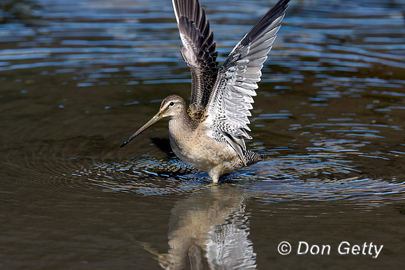 Long-billed Dowitcher