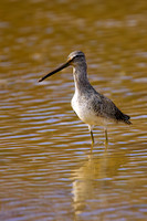 Short-billed Dowitcher