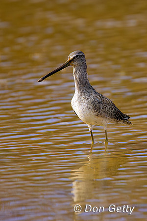 Short-billed Dowitcher