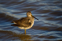 Short-billed Dowitcher