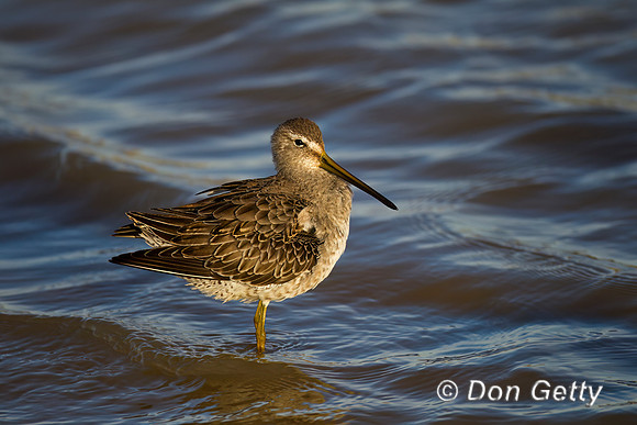 Short-billed Dowitcher