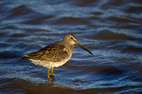 Dowitcher, Short-billed