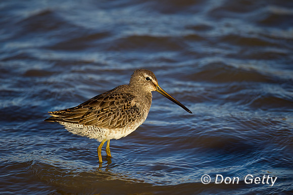 Short-billed Dowitcher