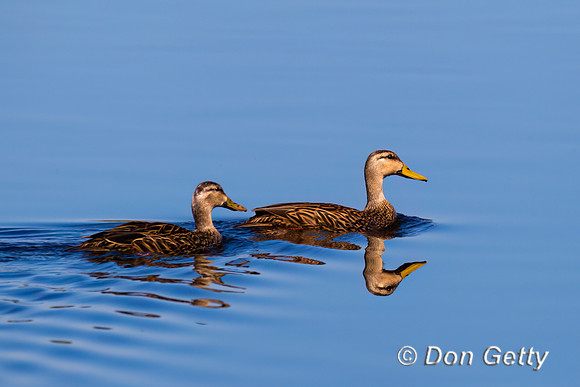Mottled Duck