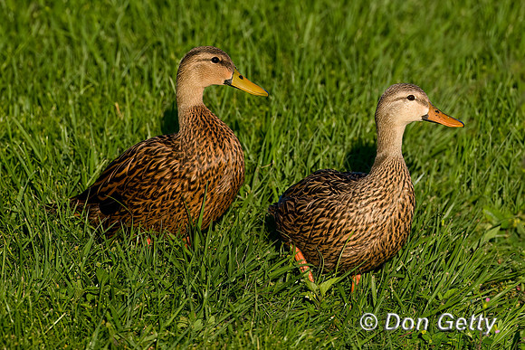 Mottled Duck