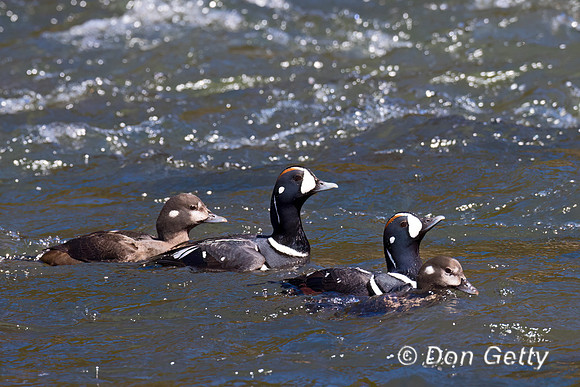 Harlequin Duck