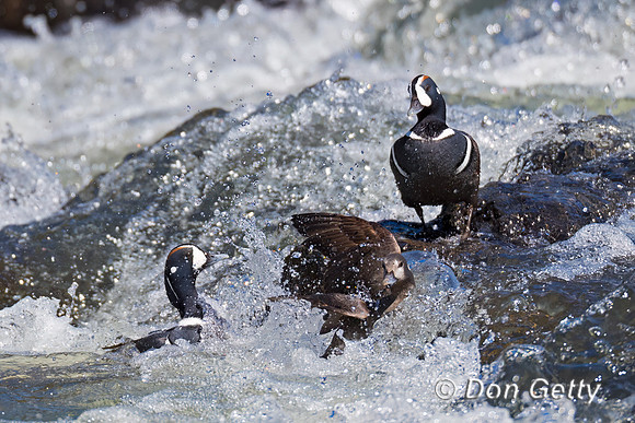 Harlequin Duck