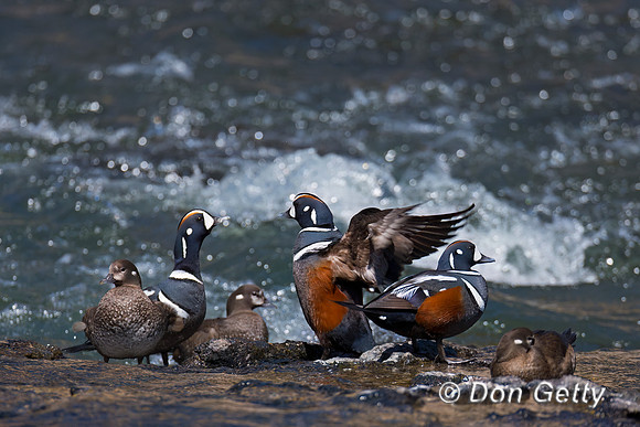 Harlequin Duck