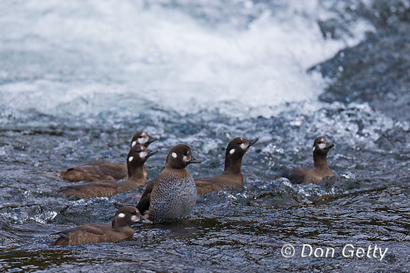 Harlequin Duck