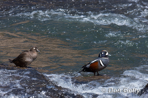 Harlequin Duck