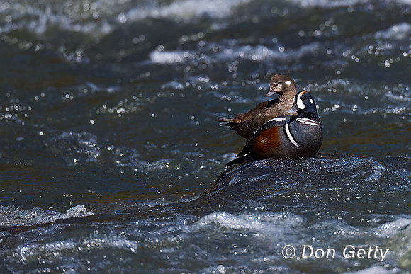 Harlequin Duck