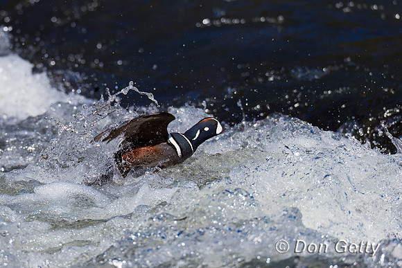 Harlequin Duck