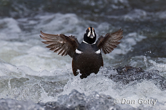 Harlequin Duck