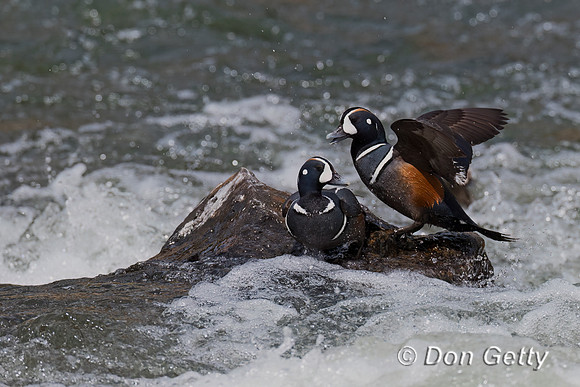 Harlequin Duck