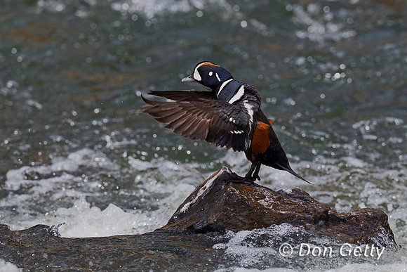 Harlequin Duck