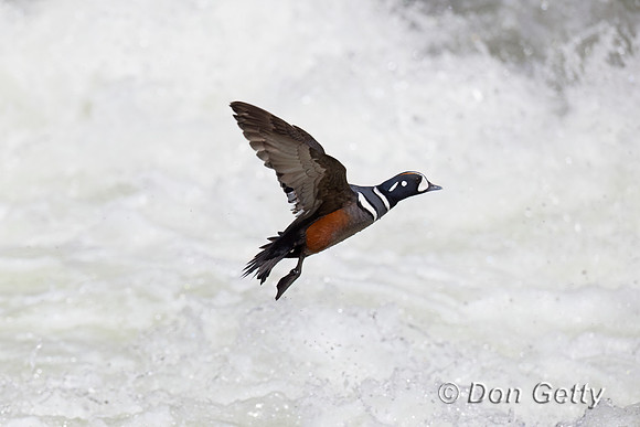 Harlequin Duck